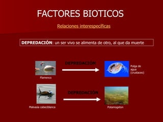 FACTORES BIOTICOS     Relaciones interespecíficas DEPREDACIÓN DEPREDACIÓN DEPREDACIÓN : un ser vivo se alimenta de otro, al que da muerte Pulga de agua (crustaceo) Flamenco Malvasía cabeciblanca Potamogeton 