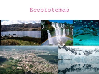 Ecosistemas 