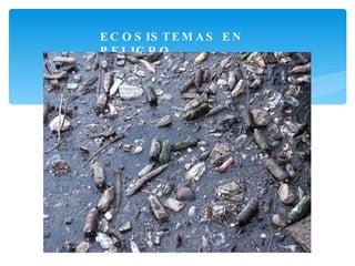 ECOSISTEMAS EN PELIGRO 