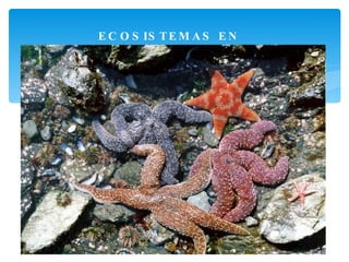 ECOSISTEMAS EN PELIGRO 