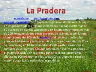 La PraderaEn este ecosistema las gramíneas, juncales y otras plantas de pastizal o céspedes constituyen la vegetación dominante. Aunque en las praderas de las regiones templadas puedan existir más de 50 especies de plantas vasculares y en las praderas tropicales más de 200, en general, dos o tres especies de gramíneas son las que dominan más del 60% de la biomasa del terreno; aquí habitan grandes herbívoros y aves, además de una gran cantidad de flora. Se desarrollan en latitudes medias donde existen variaciones climáticas a lo largo del año que determinan cuatro estaciones bien diferenciadas. En las zonas donde la precipitación anual supera los 600 milímetros y los suelos son profundos y ricos en materia orgánica se extienden las praderas.