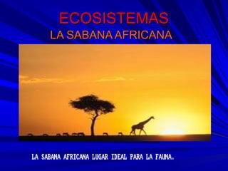 ECOSISTEMASECOSISTEMAS
LA SABANA AFRICANALA SABANA AFRICANA
LA SABANA AFRICANA LUGAR IDEAL PARA LA FAUNA.
 