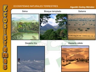 ECOSISTEMAS NATURALES TERRESTRES
Selva Bosque templado Sabana
Desierto cálidoDesierto frío
 