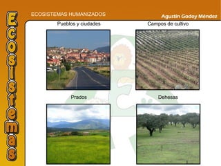 ECOSISTEMAS HUMANIZADOS
Pueblos y ciudades Campos de cultivo
Prados Dehesas
 
