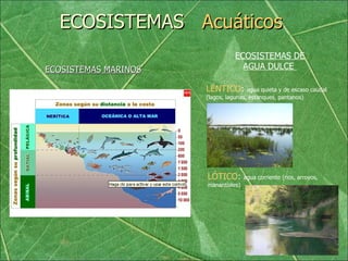 ECOSISTEMAS  Acuáticos   ECOSISTEMAS MARINOS ECOSISTEMAS DE AGUA DULCE  LÓTICO :  agua corriente (rios, arroyos, manantiales) LÉNTICO :  agua quieta y de escaso caudal (lagos, lagunas, estanques, pantanos) 