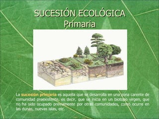 SUCESIÓN ECOLÓGICA Primaria La  sucesión primaria   es aquella que se desarrolla en una zona carente de comunidad preexistente, es decir, que se inicia en un biotopo virgen, que no ha sido ocupado previamente por otras comunidades, como ocurre en las dunas, nuevas islas, etc. 