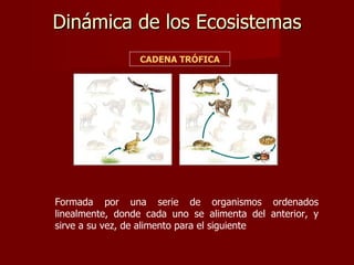 Dinámica de los Ecosistemas Formada por una serie de organismos ordenados linealmente, donde cada uno se alimenta del anterior, y sirve a su vez, de alimento para el siguiente CADENA TRÓFICA 