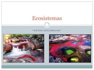“Entes dinámicos” Ecosistemas 