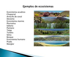 Ejemplos de ecosistemasEcosistema acuáticoChaparralArrecife de coralDesiertoEcosistema marinoPluviselvaSabanaPantanoTaigaTundraSelvaBosqueEcosistema humanoPradoManglar