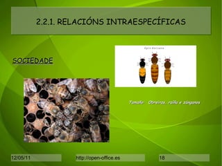 2.2.1. RELACIÓNS INTRAESPECÍFICAS SOCIEDADE Tamaño:  Obreiras, raíña e zánganos 
