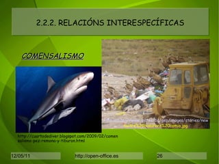2.2.2. RELACIÓNS INTERESPECÍFICAS COMENSALISMO http://cuartodediver.blogspot.com/2009/02/comensalismo-pez-remona-y-tiburon.html http:imedea//www..uib.es/bc/gep/images/stories/news/ buitre%20basurero%20camia.jpg 