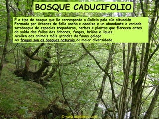 © www.adelaleiro.com É o tipo de bosque que lle corresponde a Galicia pola súa situación. Formado por árbores de folla ancha e caediza e un abundante e variado sotobosque de especies trepadoras, herbas e plantas que florecen antes da saída das follas das árbores, fungos, brións e liques.  Acollen aos animais máis grandes da fauna galega. As  fragas son os bosques naturais  de maior diversidade. BOSQUE CADUCIFOLIO 