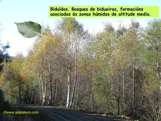 Biduídos. Bosques de bidueiras, formacións asociadas ás zonas húmidas de altitude media. ©ɷɷ.𾱰.ǳ 