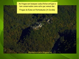 ©fundacionmatrix.blogspot.es As fragas son bosques caducifolios antigos e ben conservados como este que vemos das  Fragas do Eume en Pontedeume (A Coruña) 