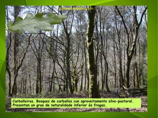 ©wwwadelaleiro.com Carballeiras. Bosques de carballos cun aproveitamento silvo-pastoral. Presentan un grao de naturalidade inferior ás fragas. 