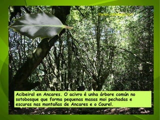 Acibeiral en Ancares. O acivro é unha árbore común no sotobosque que forma pequenas masas moi pechadas e escuras nas montañas de Ancares e o Courel. ©ɷɷ.𾱰.ǳ 