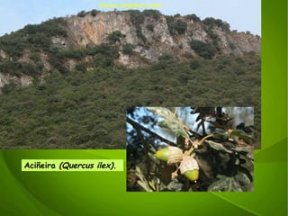 ©ɷɷ.𾱰.ǳ Aciñeira  (Quercus ilex). 