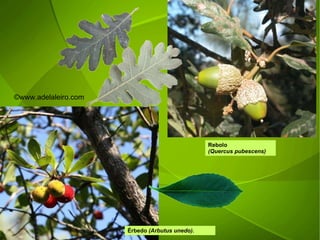 Rebolo  (Quercus pubescens) Érbedo  (Arbutus unedo) . ©ɷɷ.𾱰.ǳ 