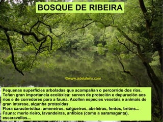 ©ɷɷ.𾱰.ǳ Pequenas superficies arboladas que acompañan o percorrido dos ríos.  Teñen gran importancia ecolóxica: serven de proteción e depuración aos ríos e de corredores para a fauna. Acollen especies vexetais e animais de gran interese, algunha protexidas.  Flora característica: ameneiros, salgueiros, abeleiras, fentos, brións... Fauna: merlo rieiro, lavandeiras, anfibios (como a saramaganta), escaravellos... BOSQUE DE RIBEIRA ©ɷɷ.𾱰.ǳ 