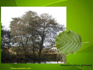 Ameneiro (Alnus glutinosa) ©ɷɷ.𾱰.ǳ 
