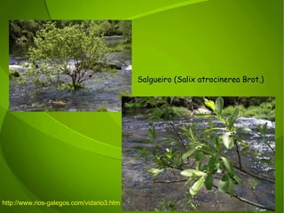 Salgueiro (Salix atrocinerea Brot.) http://www.rios-galegos.com/vidario3.htm 