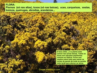 FLORA: Piornos  (só nas altas), toxos (só nas baixas),  uces, carqueixas,  xestas, breixos, queirugas, abrodias, arandeiras... O toxo  (Ulex...)  é a planta máis común nas zonas baixas.  Todos os toxos son arbustos espiñentos comúns en Galicia.  Foron moi usados sobre todo para estrar as cortes do gando de onde se sacaba máis tarde para abonar as leiras. ©ɷɷ.𾱰.ǳ 