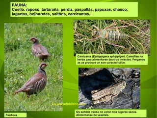 FAUNA: Coello, raposo, tartaraña, perdiz, paspallás, papuxas, chasco, lagartos, bolboretas, saltóns, carricantas... Perdices Carricanta  (Ephippigera ephippiger).  Camúflse na herba para alimentarse doutros insectos. Fregando as as produce un son característico. Os saltóns vense no verán nos lugares secos. Aliméntanse de vexetais.  ©ɷɷ.𾱰.ǳ 