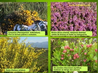 Carqueixa  (Pterospartum  tridentatum).  Vive en terreos pobres e soleados. Xesta ( Cytisus striatus ).  Breixo ( Erica cinerea ). Atópanse distintas castes de breixos en todas as matogueiras. Os arandos ( Vaccinium myrtillus ) maduran ao abrigo dos piornos. ©ɷɷ.𾱰.ǳ 