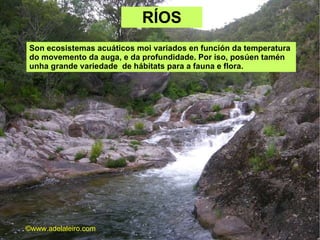 RÍOS  Son ecosistemas acuáticos moi variados en función da temperatura do movemento da auga, e da profundidade. Por iso, posúen tamén unha grande variedade  de hábitats para a fauna e flora.  ©ɷɷ.𾱰.ǳ 