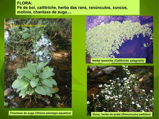 FLORA: Pé de boi,  callitriche , herba das rans, ranúnculos, xuncos, molinia, chantaxe de auga....  Herba lameiriña  (Callitriche satagnalis) Chantaxe de auga ( Alisma plantago-aquatica ) Ouca, herba da prata ( Ranunculus peltatus ) ©ɷɷ.𾱰.ǳ 