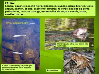 FAUNA: Londra, aguaneiro, merlo rieiro, picapeixes, lavanco, garza, bilurico, troita, anguía, salmón, escalo, espiñento, lamprea, ra verde, cabalos do demo, patinadores, moscas da auga, escaravellos de auga, caracois, lapas, mexillón de río... A londra  (Lutra lutra)  caza peixes nos ríos limpos. A troita  (Salmo trutta)  é o peixe que podemos atopar en todas as zonas do curso do río. Ra patilonga ©ɷɷ.𾱰.ǳ 
