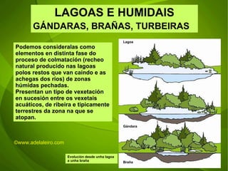 LAGOAS E HUMIDAIS GÁNDARAS, BRAÑAS, TURBEIRAS   Podemos consideralas como elementos en distinta fase do proceso de colmatación (recheo natural producido nas lagoas polos restos que van caíndo e as achegas dos ríos) de zonas húmidas pechadas. Presentan un tipo de vexetación en sucesión entre os vexetais acuáticos, de ribeira e tipicamente terrestres da zona na que se atopan. Evolución desde unha lagoa a unha braña Gándara Braña Lagoa ©ɷɷ.𾱰.ǳ 