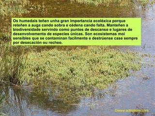 Os humedais teñen unha gran importancia ecolóxica porque reteñen a auga cando sobra e cédena cando falta. Manteñen a biodiversidade servindo como puntos de descanso e lugares de desenvolvemento de especies únicas.  Son ecosistemas moi sensibles que se contaminan facilmente e destrúense case sempre por desecación ou recheo. ©ɷɷ.𾱰.ǳ 