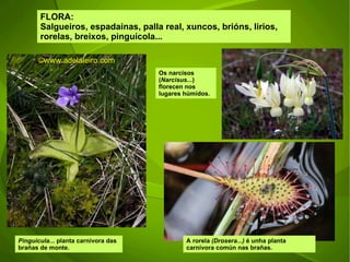 ©ɷɷ.𾱰.ǳ FLORA: Salgueiros, espadainas, palla real, xuncos, brións, lirios, rorelas, breixos, pinguícola... Pinguicula...  planta carnívora das brañas de monte. Os narcisos ( Narcisus ...) florecen nos lugares húmidos. A rorela  (Drosera...)  é unha planta carnívora común nas brañas.  