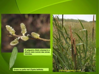 O salgueiro  (Salix cinerea)  é a árbore máis común das zonas húmidas. Eneas ou palla real  (Typha latifolia). ©ɷɷ.𾱰.ǳ 
