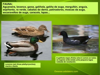 FAUNA: Aguaneira, lavanco, garza, galiñola, galiña de auga, mergullón, anguía, espiñento, ra verde, cabalos do demo, patinadores, moscas da auga, escaravellos de auga, caracois, lapas... Lavanco real  (Anas plathyrrynchos), macho e femia. A galiñola negra  (Fulica atra)  é común en todos os lugares onde exista unha pequena lagoa rodeada de vexetación. ©wwww.adelaleiro.com 