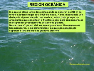 REXIÓN OCEÁNICA  É a que se atopa lonxe das costas onde se superan os 200 m de fondo e poden chegar aos 4.000 de media. A súa importancia ven dada pola riqueza da vida que acolle e, sobre todo, porque os organismos que constitúen o fitoplanto son, polo seu número, os máis grandes produtores de osíxeno do planeta. Nesta zona só poden vivir os seres que aboian libremente e os bos nadadores, e, na profundidade, os que son capaces de soportar a falta de luz e as grandes presións.  ©ɷɷ.𾱰.ǳ 