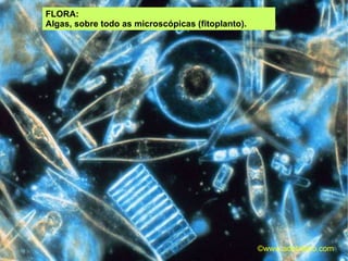 FLORA: Algas, sobre todo as microscópicas (fitoplanto). ©ɷɷ.𾱰.ǳ 