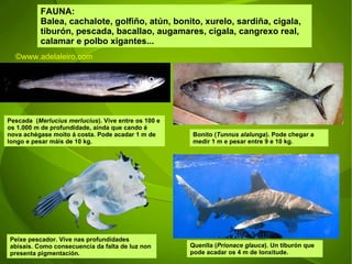FAUNA: Balea, cachalote, golfiño, atún, bonito, xurelo, sardiña, cigala, tiburón, pescada, bacallao, augamares, cigala, cangrexo real, calamar e polbo xigantes... Peixe pescador. Vive nas profundidades abisais.  Como consecuencia da falta de luz non presenta pigmentación. Pescada  ( Merlucius merlucius ). Vive entre os 100 e os 1.000 m de profundidade, aínda que cando é nova achégase moito á costa. Pode acadar 1 m de longo e pesar máis de 10 kg. Bonito ( Tunnus alalunga ). Pode chegar a medir 1 m e pesar entre 9 e 10 kg. Quenlla ( Prionace glauca ). Un tiburón que pode acadar os 4 m de lonxitude.  ©ɷɷ.𾱰.ǳ 