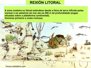 REXIÓN LITORAL   A zona costeira ou litoral esténdese desde a faixa de terra influída polas mareas e os salseiros do mar ata os 200 m de profundidade (augas situadas sobre a plataforma continental).  Veremos primeiro a costa rochosa. ©ɷɷ.𾱰.ǳ 