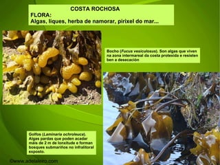 COSTA ROCHOSA FLORA: Algas, liques, herba de namorar, pirixel do mar...  Golfos ( Laminaria ochroleuca ). Algas pardas que poden acadar máis de 2 m de lonxitude e forman bosques submariños no infralitoral exposto. Bocho ( Fucus vesiculosus ). Son algas que viven na zona intermareal da costa protexida e resisten ben a desecación ©ɷɷ.𾱰.ǳ 