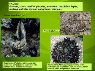 Os mexillóns  (Mytilus galloprovincialis)  están perfectamente adaptados á vida nas rochas, teñen cunchas fortes e órganos de suxección. FAUNA: Gaivota, corvo mariño, percebe, arneiróns, mexillóns, lapas, ourizos, estrelas de mar, cangrexos, vermes... Os percebes ( Pollicipes cornucopia ) son crustáceos cirripedos que viven fixos nas rochas batidas na zona intermareal. Arneirón ( Balanus  spp).  ©ɷɷ.𾱰.ǳ 