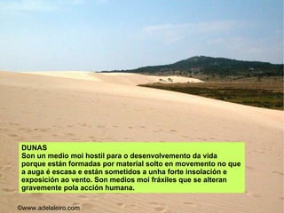 DUNAS Son un medio moi hostil para o desenvolvemento da vida porque están formadas por material solto en movemento no que a auga é escasa e están sometidos a unha forte insolación e exposición ao vento.  Son medios moi fráxiles que se alteran gravemente pola acción humana.  ©ɷɷ.𾱰.ǳ 