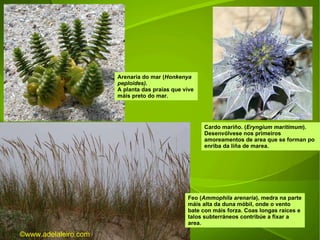 Arenaria do mar ( Honkenya peploides).   A planta das praias que vive máis preto do mar. Cardo mariño. ( Eryngium maritimum ). Desenvólvese nos primeiros amoreamentos de area que se forman po enriba da liña de marea. Feo ( Ammophila arenaria ), medra na parte máis alta da duna móbil, onde o vento bate con máis forza. Coas longas raíces e talos subterráneos contribúe a fixar a area. ©ɷɷ.𾱰.ǳ 