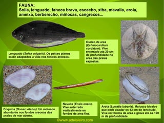 FAUNA: Solla, lenguado, faneca brava, escacho, xiba, mavalla, arola, ameixa, berberecho, miñocas, cangrexos... Coquina  (Donax vitatus).  Un molusco abundante nos fondos areosos das praias de mar aberto. Ourizo de area ( Echinocardium cordatum ). Vive enterrado ata 20 cm de profundidade na area das praias expostas.  Navalla ( Ensis ensis ). Vive enterrada verticalmente en fondos de area fina.  Lenguado  (Solea vulgaris).   Os peixes planos están adaptados á vida nos fondos areosos.  Arola ( Lutratia lutraria ). Molusco bivalvo que pode acadar os 13 cm de lonxitude. Vive en fondos de area e grava ata os 100 m de profundidade. ©ɷɷ.𾱰.ǳ 