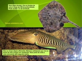 Raia ( Raja clavata ). Vive en fondos de area e fango ata 500 de profundidade. Pode acadar 1 m de lonxitude.  Xiba ou chopo ( Sepia officinalis ).  Molusco cefalópodo que vive en zonas de area e fango con vexetación.  Nace preto da costa e vaise alonxando dela segundo medra. ©ɷɷ.𾱰.ǳ 
