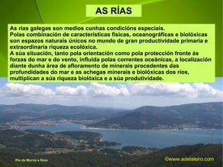 AS RÍAS  As rias galegas son medios cunhas condicións especiais.  Polas combinación de características físicas, oceanográficas e biolóxicas son espazos naturais únicos no mundo de gran productividade primaria e extraordinaria riqueza ecolóxica. A súa situación, tanto pola orientación como pola protección fronte ás forzas do mar e do vento, influida polas correntes oceánicas, a localización diante dunha área de afloramento de minerais procedentes das profundidades do mar e as achegas minerais e biolóxicas dos ríos, multiplican a súa riqueza biolóxica e a súa produtividade. Ría de Muros e Noia ©ɷɷ.𾱰.ǳ 