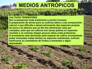 MEDIOS ANTRÓPICOS  CULTIVOS TERRESTRES Son ecosistemas onde predomina a acción humana.  A preparación do terreo para os cultivos altera a súa composición natural o que dificulta o desenvolvemento das especies propias da zona e os labores que se lles fan elimínanas case por completo, polo que os cultivos son zonas pobres en especies vexetais e os animais atopan poucos sitios onde protexerse.  O ecosistema está dominado pola especie de cultivo acompañada polas chamadas malas herbas ou especies resistentes, animais herbívoros ou comedores de froitos e sementes e algún depredador. ©ɷɷ.𾱰.ǳ 