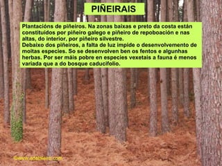 ʱÑ鴡   Plantacións de piñeiros. Na zonas baixas e preto da costa están constituídos por piñeiro galego e piñeiro de repoboación e nas altas, do interior, por piñeiro silvestre.  Debaixo dos piñeiros, a falta de luz impide o desenvolvemento de moitas especies. So se desenvolven ben os fentos e algunhas herbas. Por ser máis pobre en especies vexetais a fauna é menos variada que a do bosque caducifolio.  ©ɷɷ.𾱰.ǳ 