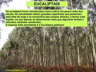 EUCALIPTAIS Os eucaliptos foron introducidos como cultivo hai pouco máis dun século. Na actualidade cobren grandes superficies que presentan, pola falta de auga e as secrecións das propias árbores, o terreo case espido, no que apenas se desenvolven máis que algunhas herbas e arbustos residuais resistentes. A especie máis abundante é o  Eucaliptus globulus   ©ɷɷ.𾱰.ǳ 